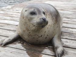 Just like a grown-up: spotted seal Jupiter turns two