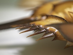 The nights of horseshoe crabs: arthropods are shedding their exoskeletons 