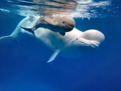 One-of-a-kind: Primorsky Aquarium welcomes a baby white whale