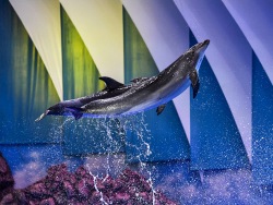 Dolphinarium will be temporarily closed to the public