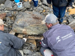 240 million years before us: fragments of an ichthyosaur skeleton arrive at Primorsky Aquarium