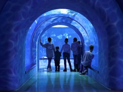 Primorsky Aquarium appears on the pages of The Book of the City