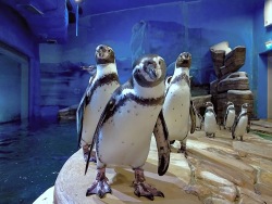 Primorsky Aquarium to celebrate World Penguin Day