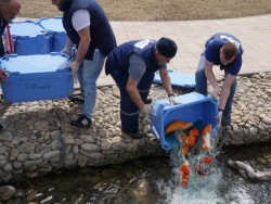 Пруды прогулочной зоны Приморского океанариума снова «оживают»