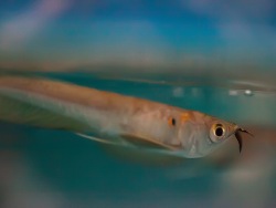 “Three-eyed” fish are added to the Aquarium’s collection.