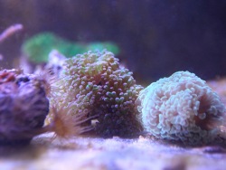 The Primorsky  Aquarium has started growing corals.