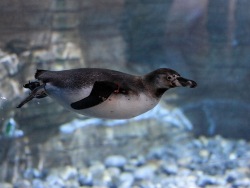 Meet Humboldt Penguins