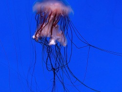 The jellyfish with a lion’s mane comes back to the Aquarium exhibit