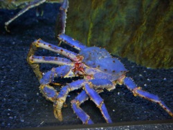 Rare blue crab attracts visitors’ attention