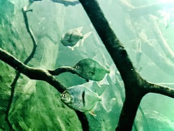 Disk tetra, piranha’s relative, is for the first time on display at Primorsky Aquarium