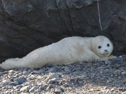 Primorsky Aquarium expert studies spotted seal populations in the Peter the Great Bay