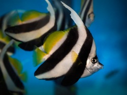  450   тропических рыб пополнили коллекцию Приморского океанариума 