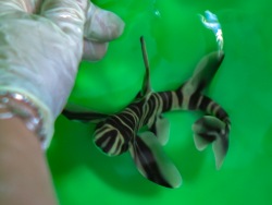 It is a boy: biologists determine gender of newborn shark pup and name him