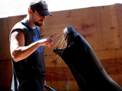 Океанариум не планирует выступлений тюленей и сивучей во Владивостокском цирке