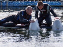 In the aquarium, studies have begun on the acoustic activity of beluga whales.