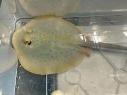 New stingray joins Aquarium collection